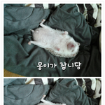 사람인척 하는 고슴도치 ㅋㅋㅋㅋㅋㅋㅋㅋㅋㅋㅋ