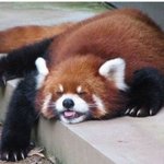 팔랑팔랑 나비 목걸이 헤헤