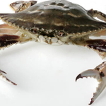 <b>개세</b>마리고양이한마리 그리고 꽃개편