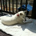 (2탄/백구판) 어느새 성견이 다된것같은 진도견 <b>둥이</b>