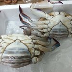 안면도 **수산을 고발합니다!!!(사진첨부)꽃게사기!!