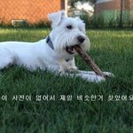 인천 <b>영종도</b> 강아지를 잊어버렸어요.