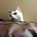 [냥판] 대두김용배의 즐거운 나의 집