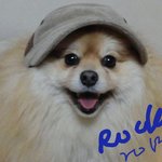 <b>심심</b>한 로키