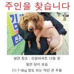 강아지 주인을 찾습니다.