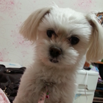 강아지를 찾습니다. 서울시 강북구