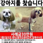 <b>시</b><b>츄</b>찾습니다..제발봐주세요