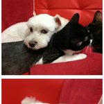 냥이와 <b>강쥐</b> 그리고 여자사람ㅋㅋ