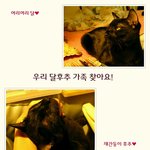 올블랙 고양이 <b>형제</b>가 가족을 찾고 있어요