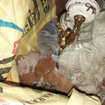 [고양이] 저희집 창고에 고양이가 새끼를 낳았네요.