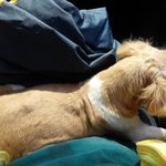 [충남 아산 <b>신정호</b>에서 시츄 잃어버리신분] 암컷 시츄입니다!!!...