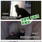 [만화] 고양이 두 마리 키워요 ㅋㅋㅋㅋ