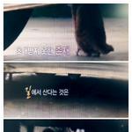 죽기전에 꼭 봐야할 고양이 <b>다큐멘터리</b>