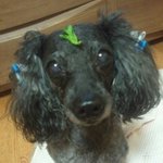 인천 남구 <b>주안</b>에서 개를 잃어버렸어요..