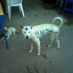 동물<b>학대</b>