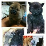 우리 <b>복실</b>이와 초코의 역변이랄까..