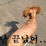 [날개컷]우리집 우왕이 미용하다...ㅋㅋ