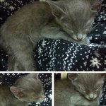 피해자가 줄길 바라며. (냥이판)