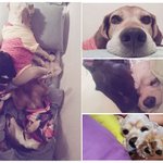 [사진有] 은혜갚은 개 산이! (악마견 키우느라 고생이 많으시죠...