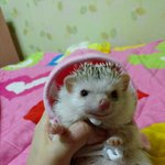 고슴도치 <b>몽이</b> 아기때부터 현재까지 !