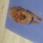 저희집강아지먹성을어쩌죠