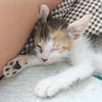 《냥판》 모태<b>미녀</b> 야옹이 ①