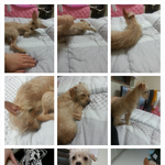 경기대학교 <b>수원캠퍼스</b> 강아지 주인 찾아요!