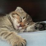 쵸파랑 루이  밍키 <b>밍밍</b>이 보고싶어요 ㅠㅠ