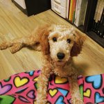 <b>철수</b>를 찾습니다  도와주세요 ㅠ ㅠ