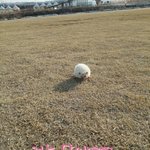 고슴도치 단이의 하루! +몽이 동영상