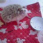 7마리 고슴도치와동거동락