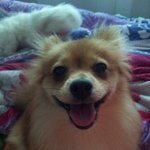 [[ 포메라이언에서 빡구가 되어버린 우리집 <b>로이</b> ]]