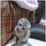 [폴드냥] 우리 이쁜 먼지 +동영상 (마지막^^)