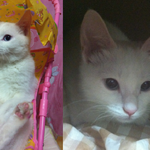 터키쉬앙고라 고양이를 찾습니다..(목동 <b>등촌역</b>부근에서 잃어버렸습니다...