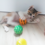 《냥판》모태미녀"<b>야옹</b>이" 뚜둥! ②