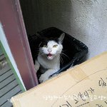 쓰레기통 속에 아기 고양이가 있다.