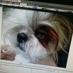 어떤 아저씨로 인해 저희집 강아지가 실명이 되었어요..도와주세요