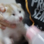 동영상추가)지금은 돼냥이지만 귀여웠던 <b>보리</b>보리사진~@