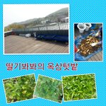 딸기봐봐 친구들의 <b>텃밭</b>이야기