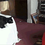 <b>쇼파</b>와 한 몸이 된 고양이_gif