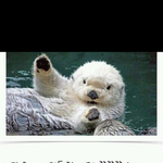 <b>해달</b>이 조개를 주는이유