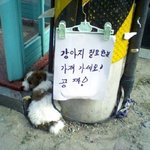 무<b>책임</b>한 강아지