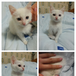 우리 오드아이 뚜비를 소개합니당