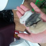 아기햄스터 이제 <b>분리</b>시켜도될까요?