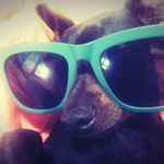 유기<b>견이</b>였던 우리 꼭지