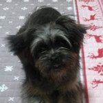 <b>천안시</b> 두정동 검은색강아지 잃어버리신분