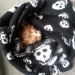 고양이 어떡하지....ㅜㅜ