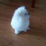 강아지 <b>중성</b>화 해야하나요?
