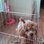 입양완료+추가)9개월 된 푸들 입양하실 분