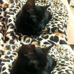 (사진有) 검은 고양이 <b>네로</b>? 매력에 빠져봅시다